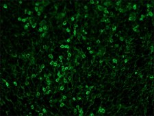 D-myo-Inositol 1,3,4,5-tetrakis(phosphate) ammonium salt ≥95%
