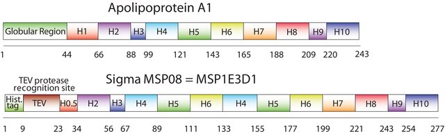 膜支架蛋白 1E3D1 recombinant, expressed in E. coli, buffered aqueous solution