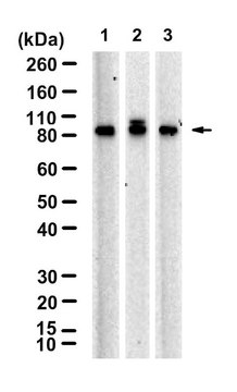 Anti-Cullin-1 Antibody, clone 1B14 ZooMAb&#174; Rabbit Monoclonal recombinant, expressed in HEK 293 cells