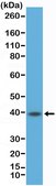 Anti-CD23(FcER-II) Rabbit Monoclonal Antibody clone RM406, affinity purified immunoglobulin