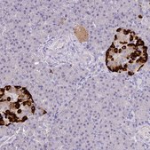 Anti-GCG antibody produced in rabbit Prestige Antibodies® Powered by Atlas Antibodies, affinity isolated antibody, buffered aqueous glycerol solution