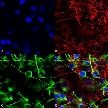 Monoclonal Anti-Sur2A - Percp antibody produced in mouse clone S319A-14, purified immunoglobulin