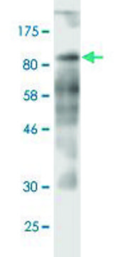 Monoclonal Anti-CD97 antibody produced in mouse clone 3B11, purified immunoglobulin, buffered aqueous solution