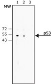 Monoclonal Anti-p53−Biotin antibody produced in mouse ~1 mg/mL, clone DO-1, ascites fluid, buffered aqueous solution