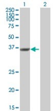 Anti-DUSP12 antibody produced in mouse purified immunoglobulin, buffered aqueous solution