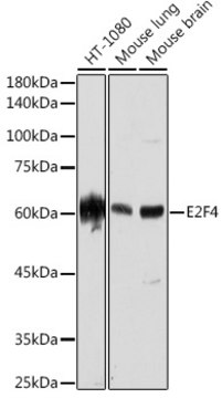 Anti-E2F4 Antibody, clone 3O6Y9, Rabbit Monoclonal