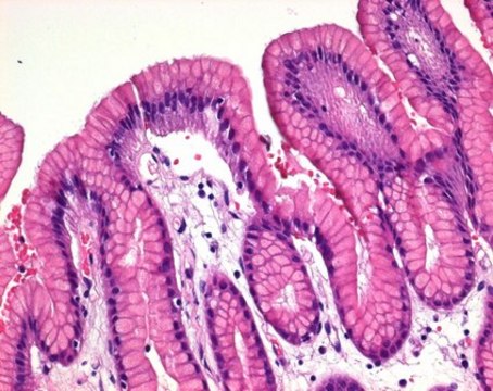 Hematoxylin solution modified acc. to Gill II for microscopy