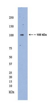 Anti-MAML1 Antibody serum, Chemicon&#174;