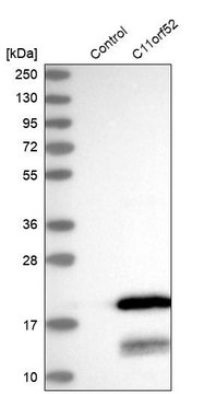 Anti-C11orf52 antibody produced in rabbit Prestige Antibodies&#174; Powered by Atlas Antibodies, affinity isolated antibody, buffered aqueous glycerol solution