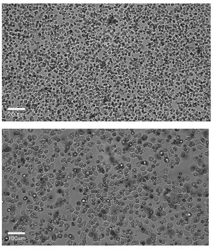 Normal Human Characterized Plateable Hepatocytes Small Volume Plateable (96 well) Single-Donor Cryopreserved Primary Human Hepatocytes, suitable for cell culture in small volume (96 well plate), high viability and confluency for &gt;5 days, characterized for mRNA induction and metabolic assay profiling.