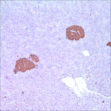 Synaptophysin (MRQ-40) Rabbit Monoclonal Antibody