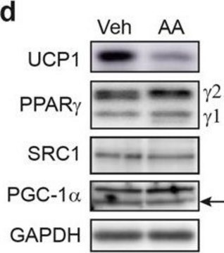 抗UCP-1 兔抗 affinity isolated antibody, buffered aqueous solution