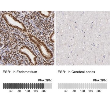 抗-ESR1 兔抗 Ab2, Prestige Antibodies&#174; Powered by Atlas Antibodies, affinity isolated antibody, buffered aqueous glycerol solution