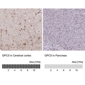 Anti-GPC5 antibody produced in rabbit Prestige Antibodies&#174; Powered by Atlas Antibodies, affinity isolated antibody, buffered aqueous glycerol solution