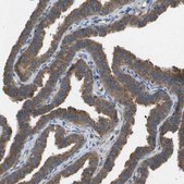 Anti-PTPRT antibody produced in rabbit Prestige Antibodies® Powered by Atlas Antibodies, affinity isolated antibody, buffered aqueous glycerol solution