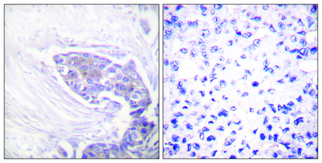 Anti-TRXR2 antibody produced in rabbit affinity isolated antibody