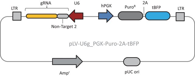 Lenti CRISPR Universal Non-Target Control#2 Transduction Particles (LV04 vector)