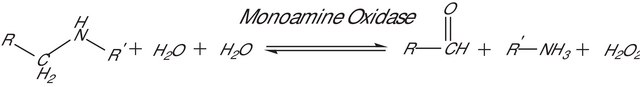 单胺氧化酶A 人 recombinant, expressed in baculovirus infected BTI insect cells