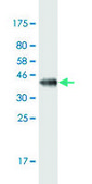 Monoclonal Anti-GLI1 antibody produced in mouse clone 3C8, purified immunoglobulin