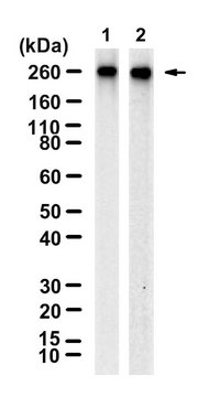 Anti-CHD4 Antibody, clone 1C17 ZooMAb&#174; Rabbit Monoclonal recombinant, expressed in HEK 293 cells