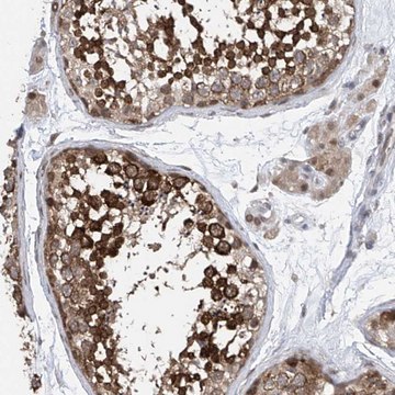 Anti-CETN1 antibody produced in rabbit Prestige Antibodies&#174; Powered by Atlas Antibodies, affinity isolated antibody, buffered aqueous glycerol solution