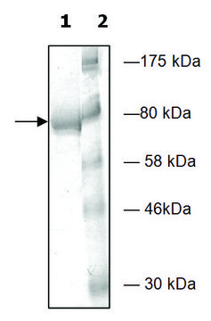 PDE4D2 active human recombinant, expressed in baculovirus infected Sf9 cells, &#8805;80% (SDS-PAGE)