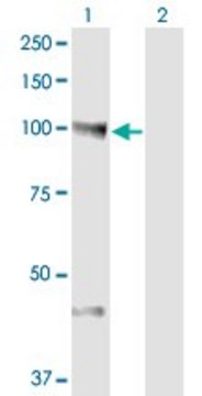 Monoclonal Anti-NEDD9 antibody produced in mouse clone 1B4, ascites fluid