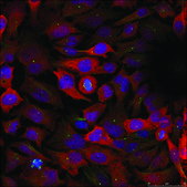 Anti-CDC2 (Ab-15) antibody produced in rabbit affinity isolated antibody