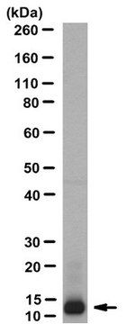 Anti-Neurophysin 1 Antibody, clone PS 38 clone PS 38, from mouse