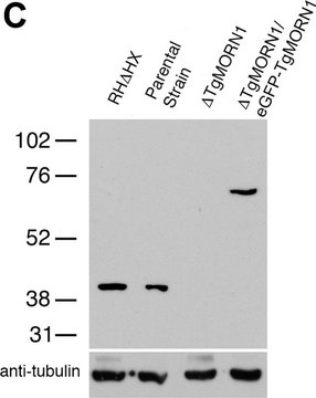 抗-&#945;微管蛋白抗体，小鼠单克隆抗体 clone B-5-1-2, purified from hybridoma cell culture