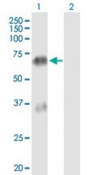 Anti-TGM4 antibody produced in mouse purified immunoglobulin, buffered aqueous solution