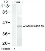 Anti-SYT1/SYT2 (Ab-202/199) antibody produced in rabbit affinity isolated antibody