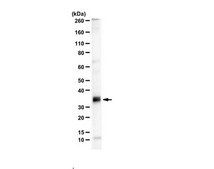 Anti-Nek6 from rabbit