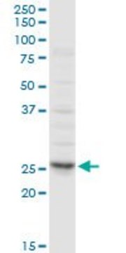 Anti-CLTA antibody produced in rabbit purified immunoglobulin, buffered aqueous solution