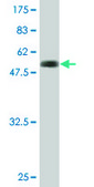 Monoclonal Anti-RYBP antibody produced in mouse clone 1F4, purified immunoglobulin, buffered aqueous solution