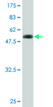 Monoclonal Anti-RYBP antibody produced in mouse clone 1F4, purified immunoglobulin, buffered aqueous solution