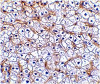 Anti-Fn14 Antibody from rabbit, purified by affinity chromatography