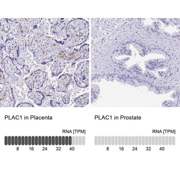 Anti-PLAC1 antibody produced in rabbit Prestige Antibodies&#174; Powered by Atlas Antibodies, affinity isolated antibody, buffered aqueous glycerol solution