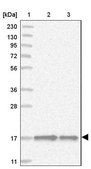 Anti-BUD31 antibody produced in rabbit Prestige Antibodies® Powered by Atlas Antibodies, affinity isolated antibody, buffered aqueous glycerol solution