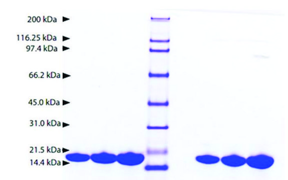 钙调素 来源于牛大脑 &#8805;95% (SDS-PAGE)