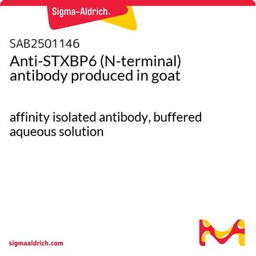 Anti-STXBP6 (N-terminal) antibody produced in goat affinity isolated antibody, buffered aqueous solution