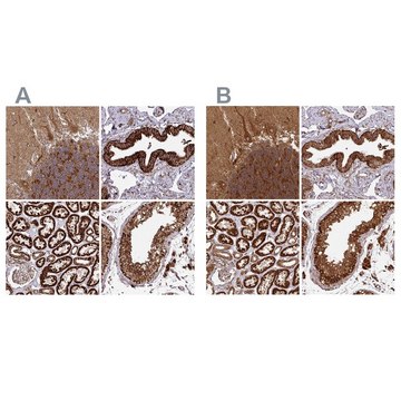 Anti-TRAP1 antibody produced in rabbit Prestige Antibodies&#174; Powered by Atlas Antibodies, affinity isolated antibody, buffered aqueous glycerol solution