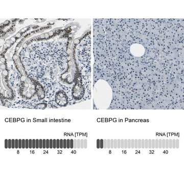 Anti-CEBPG antibody produced in rabbit Prestige Antibodies&#174; Powered by Atlas Antibodies, affinity isolated antibody, buffered aqueous glycerol solution