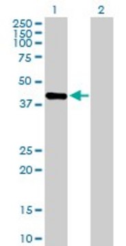 Anti-PRR11 antibody produced in mouse purified immunoglobulin, buffered aqueous solution