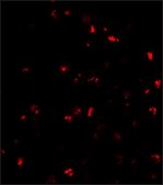 Anti-ATAD3A antibody produced in rabbit affinity isolated antibody
