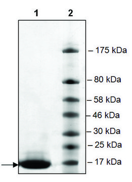 BRDT (22-138) His tag human recombinant, expressed in E. coli, &#8805;90% (SDS-PAGE)