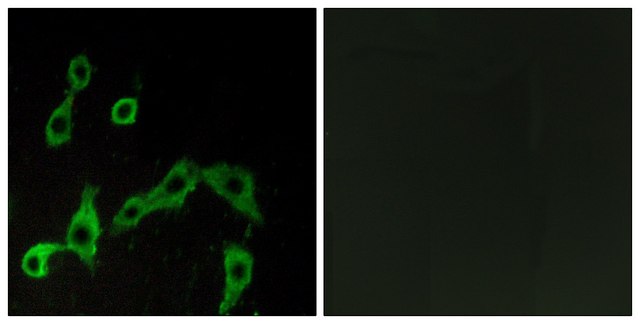 Anti-ADRA2A antibody produced in rabbit affinity isolated antibody