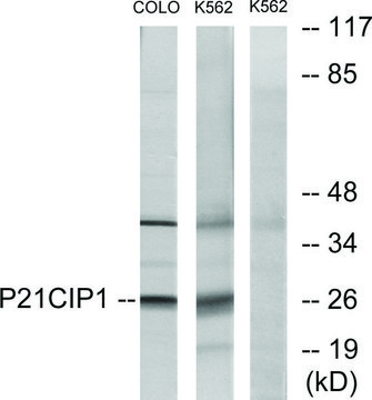 抗-p21 CIP1 兔抗 affinity isolated antibody