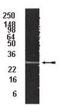 Anti-20S proteasome subunit &#945;2 Antibody, clone MCP21 clone MCP21, Upstate&#174;, from mouse