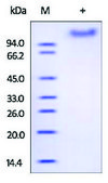 VEGFR1/Flt-1 human recombinant, expressed in HEK 293 cells, ≥98% (SDS-PAGE)